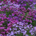 Seminte de flori Aubrietia Spring Falls