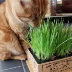 Seminte de Cat Grass (Dactylis Glomerata)