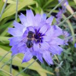 Seminte de flori Catananche Caerulea Amor Blue