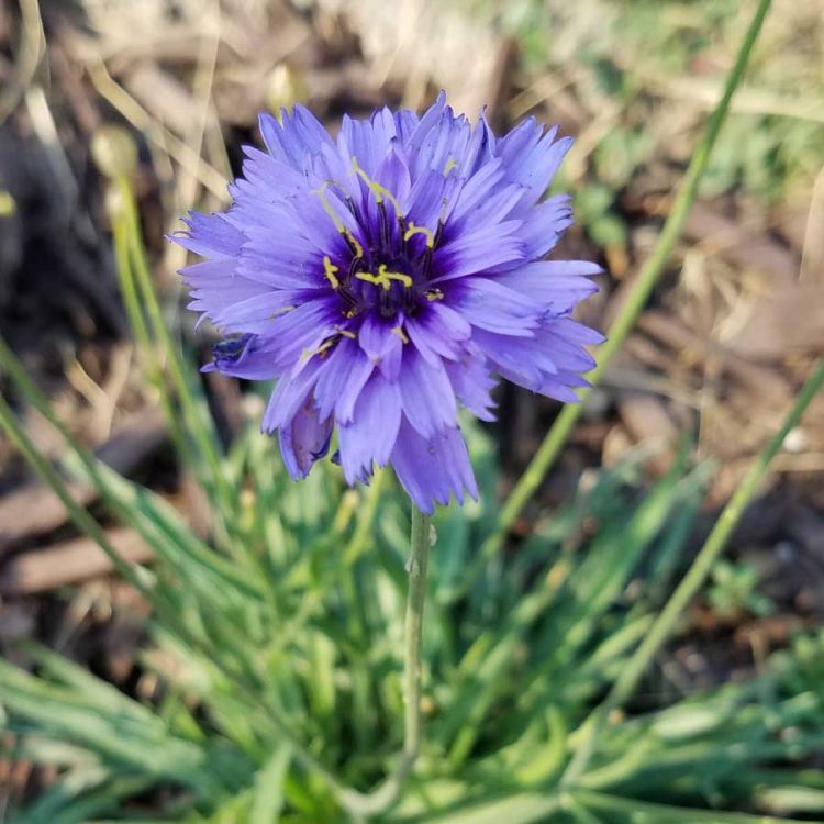 Seminte de flori Catananche Caerulea Amor Blue