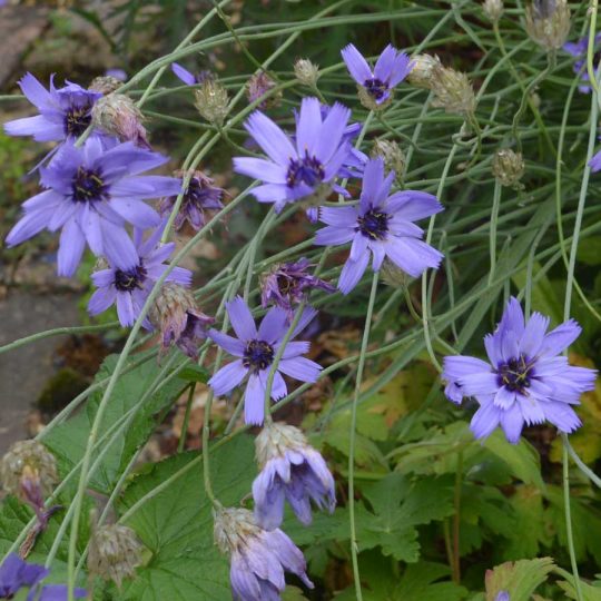 Seminte de flori Catananche Caerulea Amor Blue