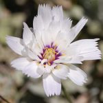 Seminte de flori Catananche Caerulea Alba
