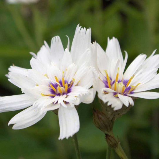 Seminte de flori Catananche Caerulea Alba