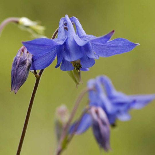 Seminte de flori Aquilegia Alpina Blue Columbine
