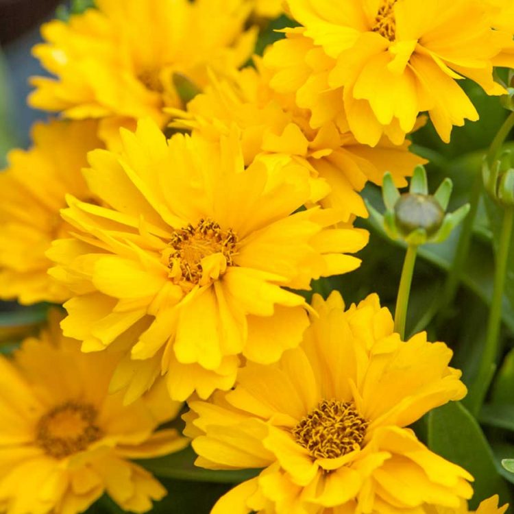 Seminte de flori Coreopsis Grandiflora Presto