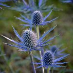 Seminte de flori Eryngium Alpinum Superbum (Sea Holly)