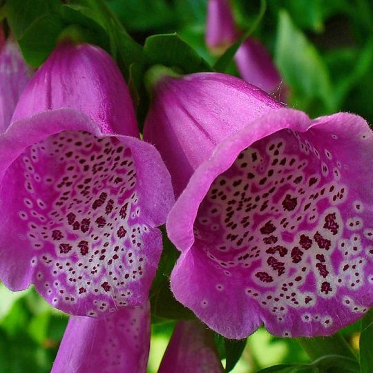 Seminte de flori Foxglove Digitalis Purpurea Purple