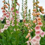 Seminte de flori Foxglove Digitalis Purpurea Suttons Apricot