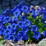 Seminte de flori Gentiana Acaulis