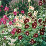 Seminte de flori Hollyhock Crown Single Mixed
