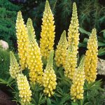 Seminte de flori Lupin Russell Strain Hybrid Chandelier Yellow