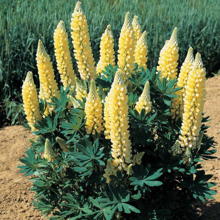 Seminte de flori Lupin Russell Strain Hybrid Chandelier Yellow