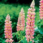 Seminte de flori Lupin Russell Strain Hybrid The Chatelaine Pink