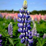 Seminte de flori Lupinus Polyphyllus Russell Hybrid The Governor Blue