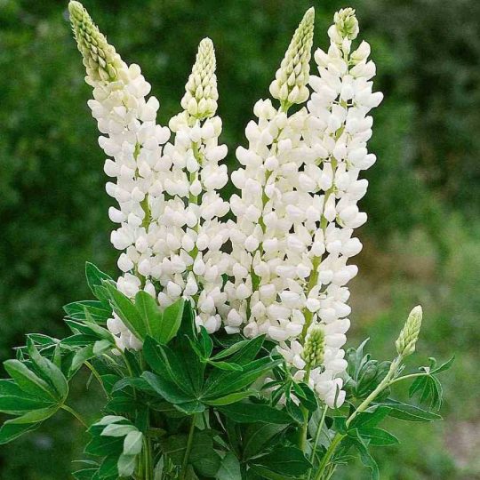 Seminte de flori Lupin Russell Hybrid Noble Maiden White