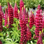 Seminte de flori Lupinus Polyphyllus Russell Hybrid The Pages