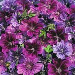 Seminte de flori Malva Sylvestris Mystic Merlin