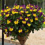 Seminte de flori Pansy Freefall Purple Wings F1