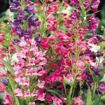 Seminte de flori Penstemon Barbatus Cambridge Mixture