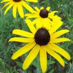 Seminte de flori Rudbeckia Fulgida Yellow