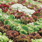 Seminte de flori Sempervivum Hippie Chicks Mix