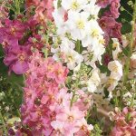 Seminte de flori Verbascum Phoeniceum