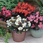 Seminte de flori Begonia Cocktail Series Mixed F1