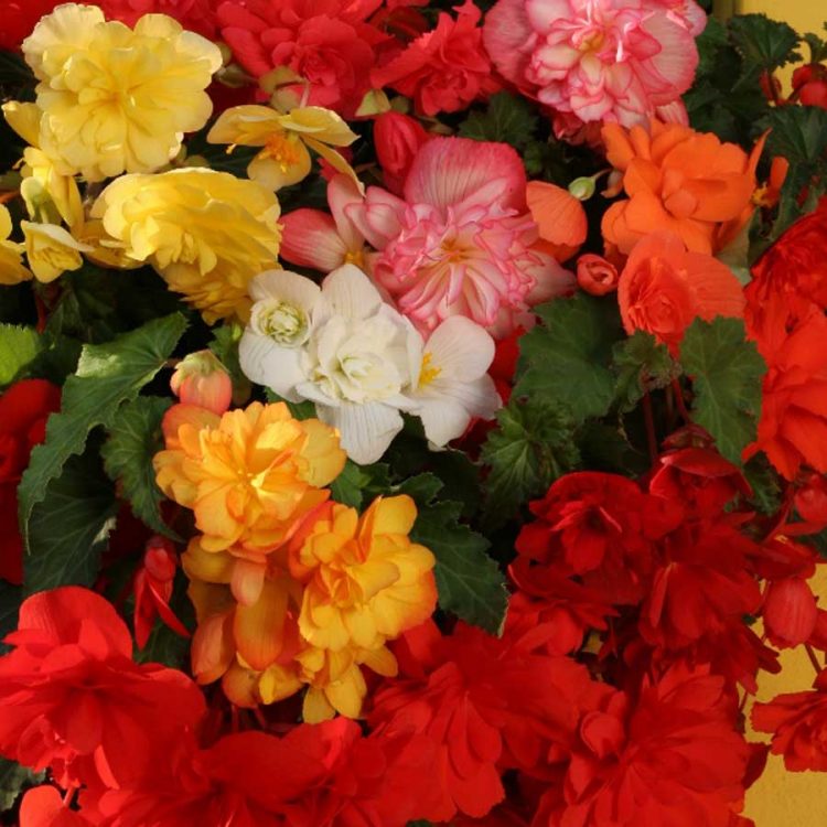Seminte de flori Begonia Tuberhybrida Chanson Mixed F1