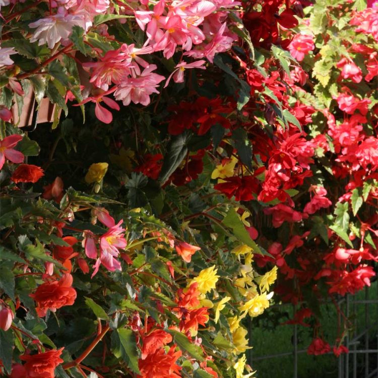 Seminte de flori Begonia Tuberhybrida Chanson Mixed F1