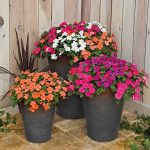 Seminte de flori Impatiens Lollipop F1 Mix