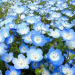 Seminte de flori Nemophila Menziesii Insignis