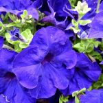 Seminte de flori Petunia Merlin Series Blue F1