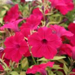 Seminte de Petunia Merlin Series Cherry Rose F1