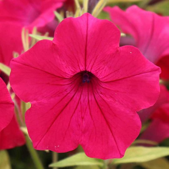 Seminte de flori Petunia Merlin Series Cherry Rose F1