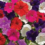Seminte de flori Petunia Milliflora Picobella Mix