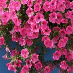 Seminte de flori Petunia Rose Vein Velvet F1