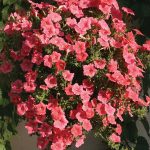 Seminte de flori Petunia Salmon Shades Velvet F1