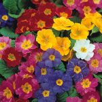 Seminte de flori Polyanthus Pacific Giants