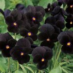 Seminte de flori Viola Wittrockiana Clear Crystals Black