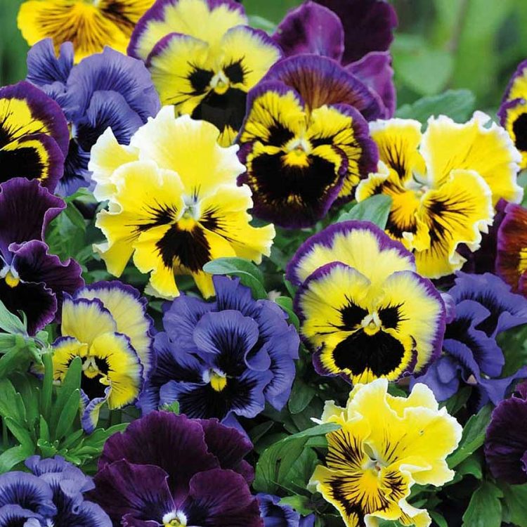 Seminte de flori Viola Frizzle Sizzle Mini Mixed F1