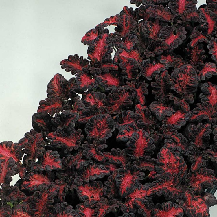 Seminte de flori Coleus Black Dragon