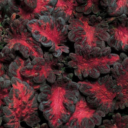 Seminte de flori Coleus Black Dragon