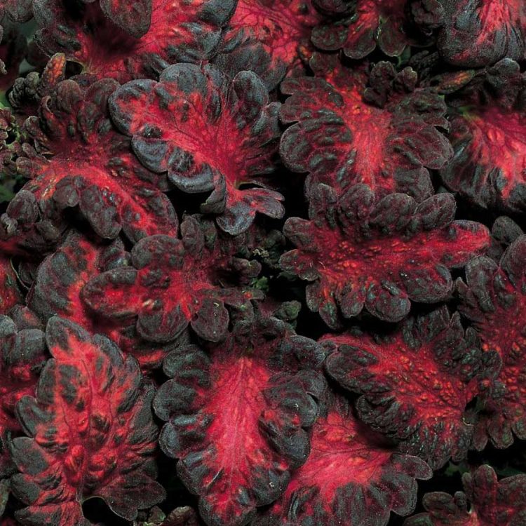 Seminte de flori Coleus Black Dragon