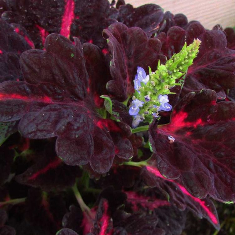 Seminte de flori Coleus Black Dragon