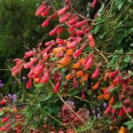 Seminte de flori Eccremocarpus Tresco Chilean Glory Vine