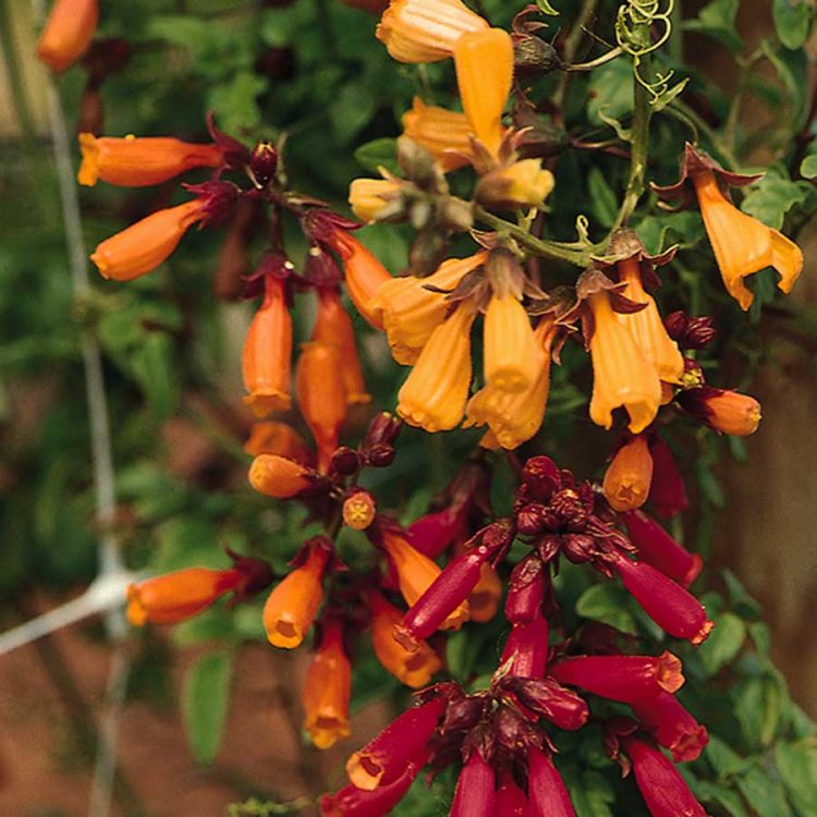 Seminte de flori Eccremocarpus Tresco Chilean Glory Vine