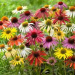 Seminte de flori Echinacea Paradiso Dwarf Mixed