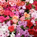 Seminte de flori Impatiens Super Elfin Mixed F1
