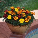 Seminte de flori Marigold French Durango Mixed