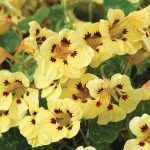 Seminte de flori Nasturtium Cream Troika